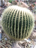 Echinocactus grusonii 